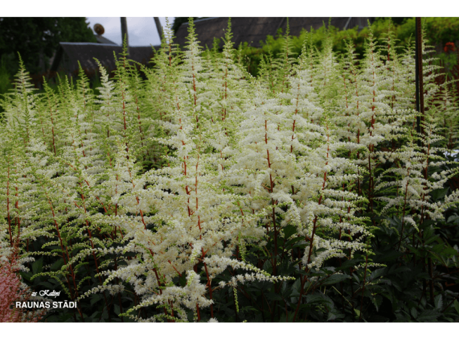 Astilbe × arendsii   'Cappuccino'